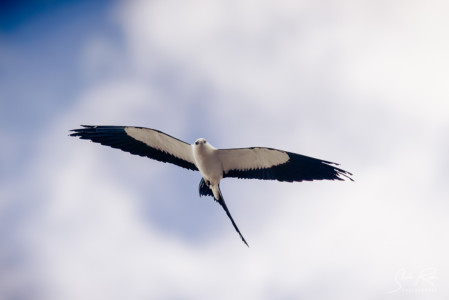 Amazon-Ecuador-Swallow-tailed-Kite-Yasuni-National-Park