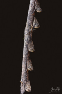 Bats-Ecuador-Yasuni-National-Park
