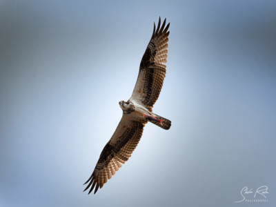 Bird-of-prey-Ecuador-Osprey-with-catch-Yasuni-National-Park