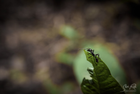 Bullet-ant-Ecuador-Yasuni-National-Park