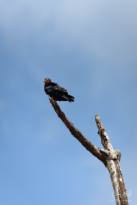 Cacacara-bird-Ecuador-Yasuni-National-Park