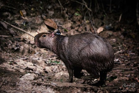 Capybara-Ecuador-Yasuni-National-Park