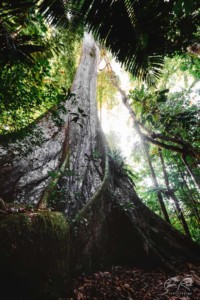 Ceiba-Tree-Ecuador-Kapok-Yasuni-National-Park