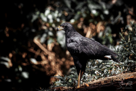 Eagle-Ecuador-Yasuni-National-Park