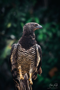 Eagle on outlook