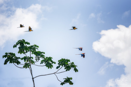 Ecuador-Flying-macaws-Yasuni-National-Park