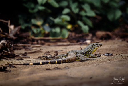 Ecuador-Gold-tegu-Lizard-Yasuni-National-Park