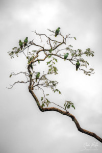 Ecuador-Green-parrots-in-tree-Yasuni-National-Park