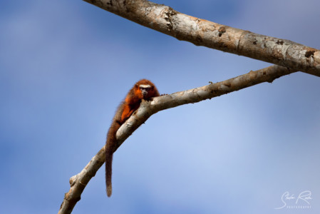 Ecuador-Howler-monkey-Yasuni-National-Park-2