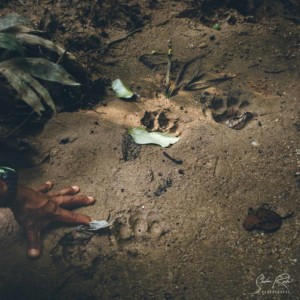 Ecuador-Jaguar-paw-Yasuni-National-Park