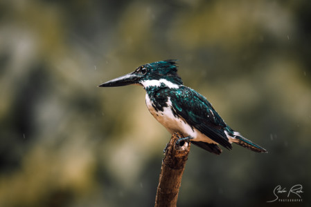 Ecuador-Kingfisher-Rain-Yasuni-National-Park