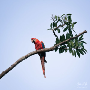 Ecuador-Scarlett-macaw-Yasuni-National-Park