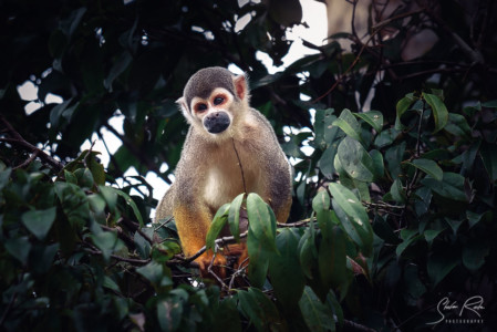 Ecuador-Squirrel-monkey-Yasuni-National-Park