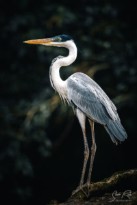 Ecuador, White heron standing, Yasuni National Park