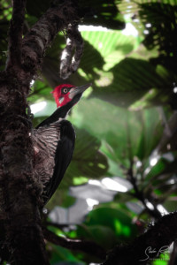 Ecuador-Woodpecker-Yasuni-National-Park