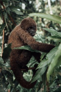 Ecuador-Wooly-monkey-Yasuni-National-Park
