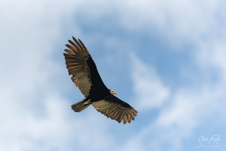 Yellow-headed vulture