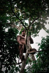 Hunter in tree, Yasuni National Park