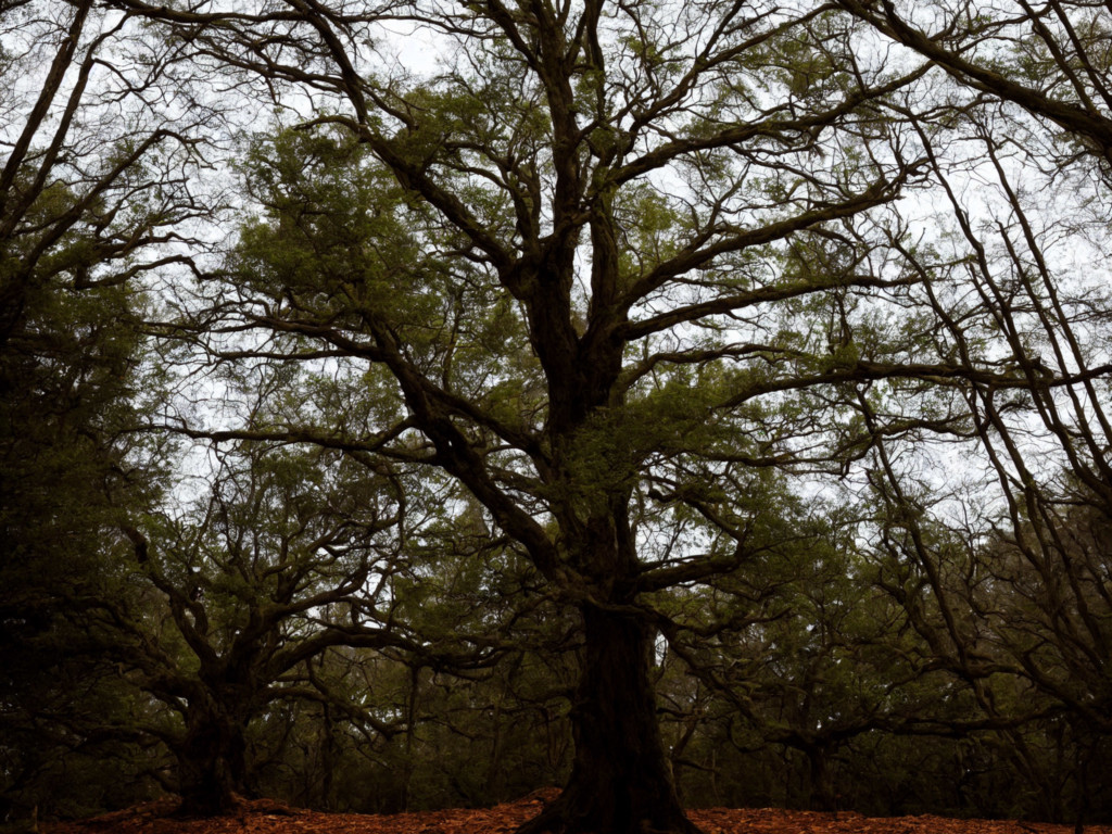 Photo of a tree on a forest landscape